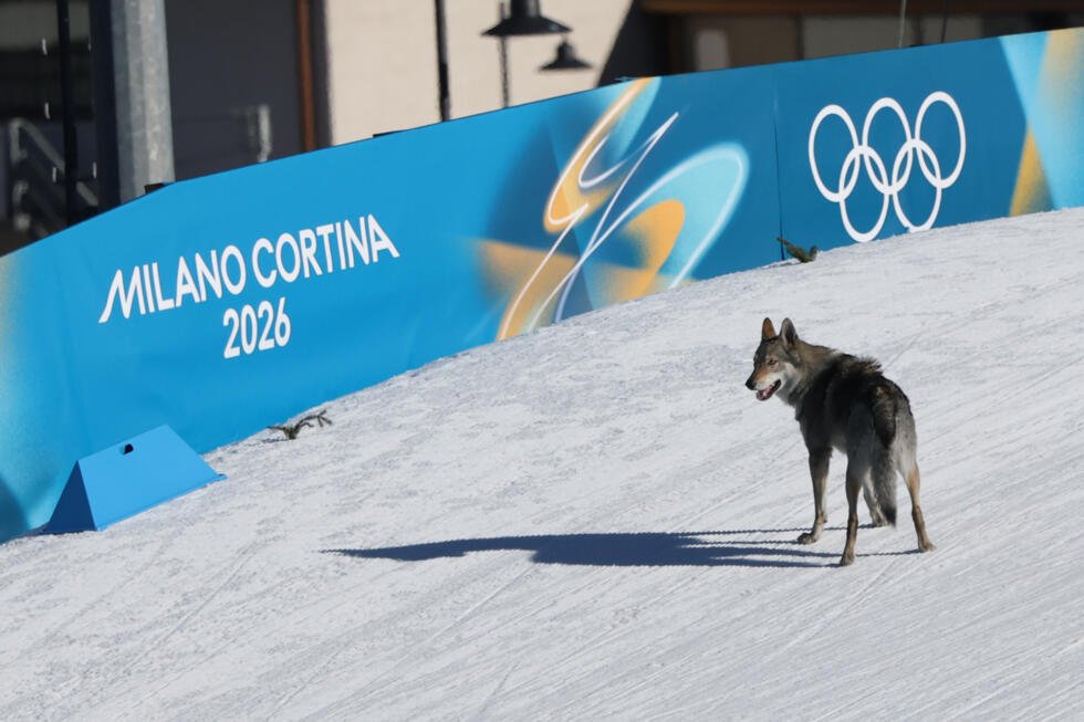 Un perro irrumpe en la pista donde se estaba disputando una prueba femenina de esquí de fondo en los Juegos Olímpicos de Invierno de Milán-Cortina. En Tesero (norte de Italia), el 18 de febrero de 2026