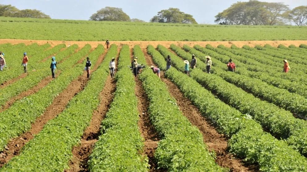 Apoyan subsidio a fertilizantes en la RD y piden plan integral imagen