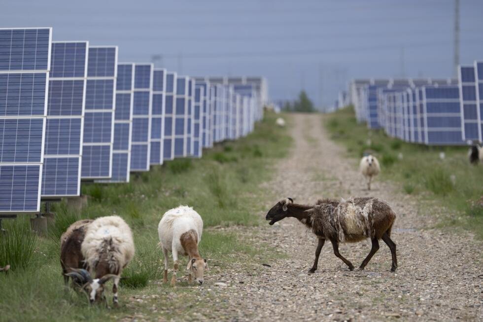 Archivo. Ovejas tibetanas pastan cerca de paneles solares en la prefectura de Hainan, en la provincia de Qinghai, al oeste de China, el martes 1 de julio de 2025.