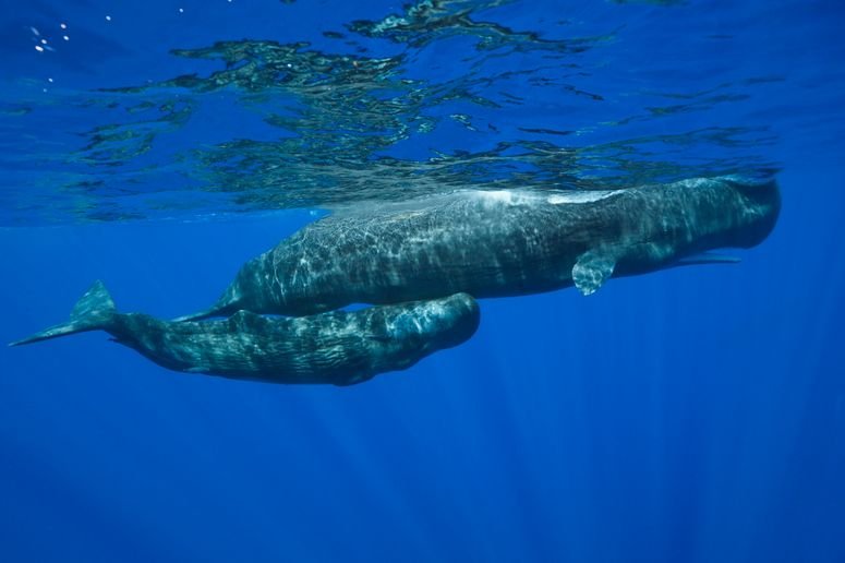 Golfo de México, Sperm Whale, ballenas, petróleo, cachalote, Physeter macrocephalus