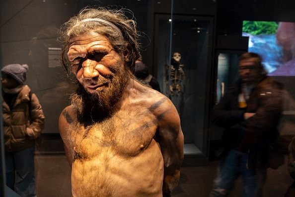 Reconstrucción de un hombre de Neandertal para la exposición sobre la evolución humana del Museo de Historia Natural de Londres.