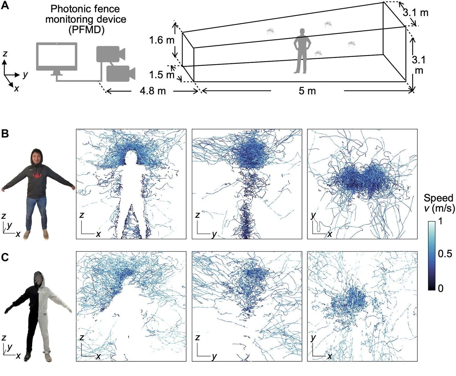 Figura A Se introdujo una hembra de mosquito rayado en un espacio cerrado y se registró su trayectoria de vuelo en...