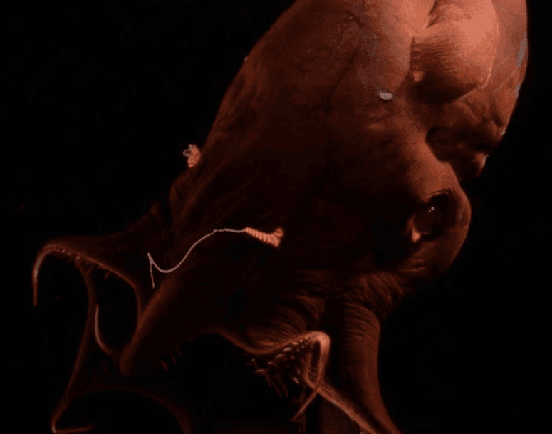 calamar vampiro
