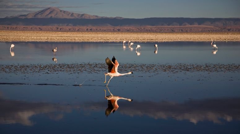 litio flamingos Chile