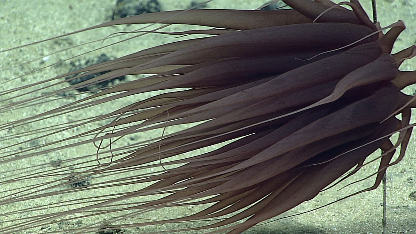 Relicanthus daphneae desplazndose por el fondo marino.