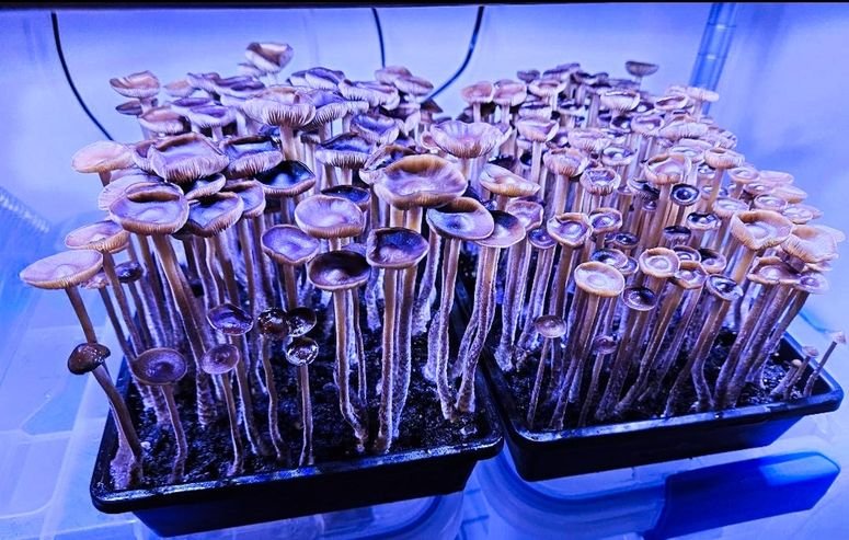 Hongos creciendo bajo una luz azul en un laboratorio