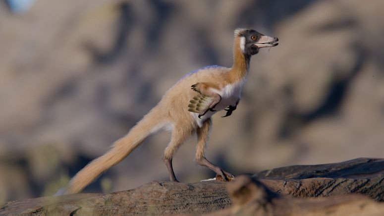 Según el equipo internacional de investigación de la Universidad de Minnesota Twin Cities, el fósil de dinosaurio pertenece a Alnashetri cerropoliciensi.