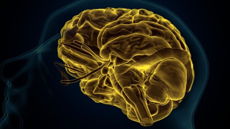 Cerebro humano. 