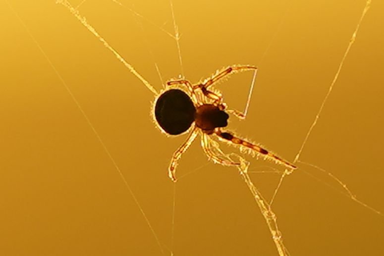 telaraña araña
