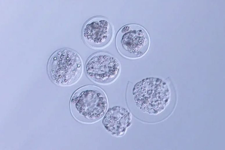 El desarrollo exitoso de embriones de ratón augura un buen futuro para los embarazos humanos en el espacio.