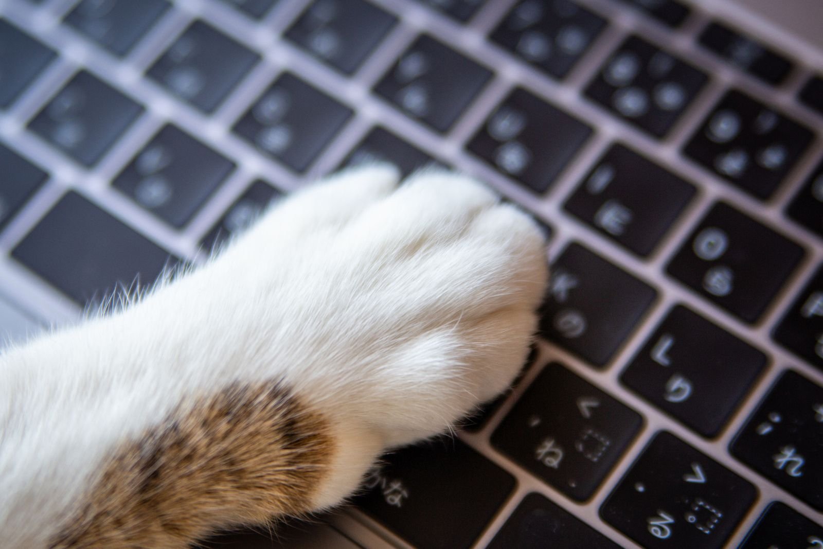 Gato tocando el teclado de una computadora.