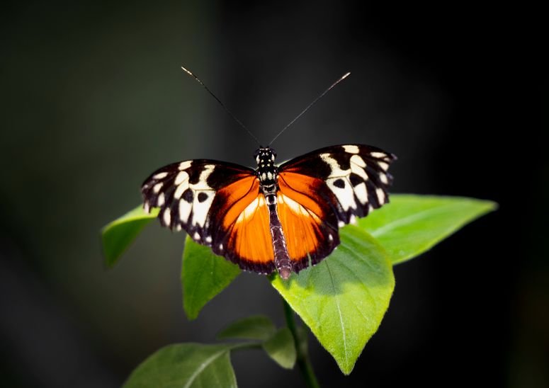 evolución mariposas