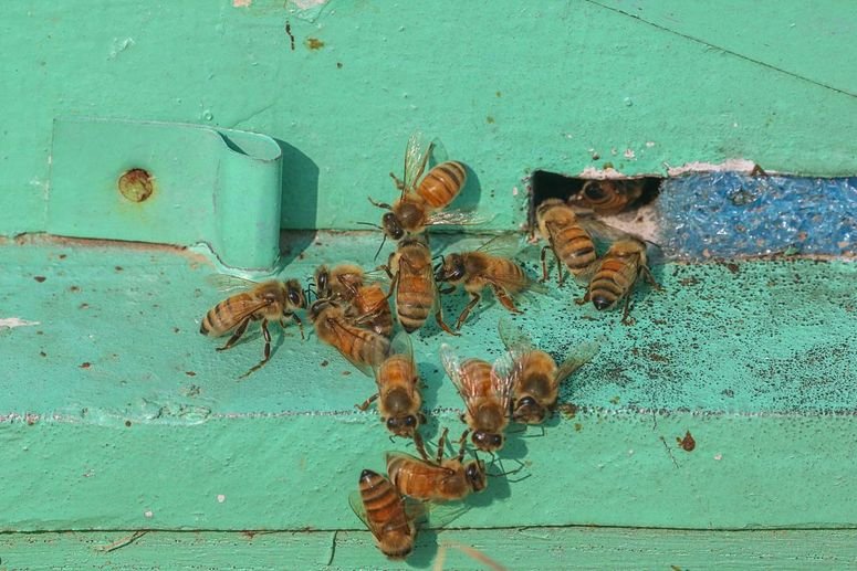 Abejas en los marcos de las colmenas en una granja apícola en Pampore, al sur de Srinagar, Jammu y Cachemira. 