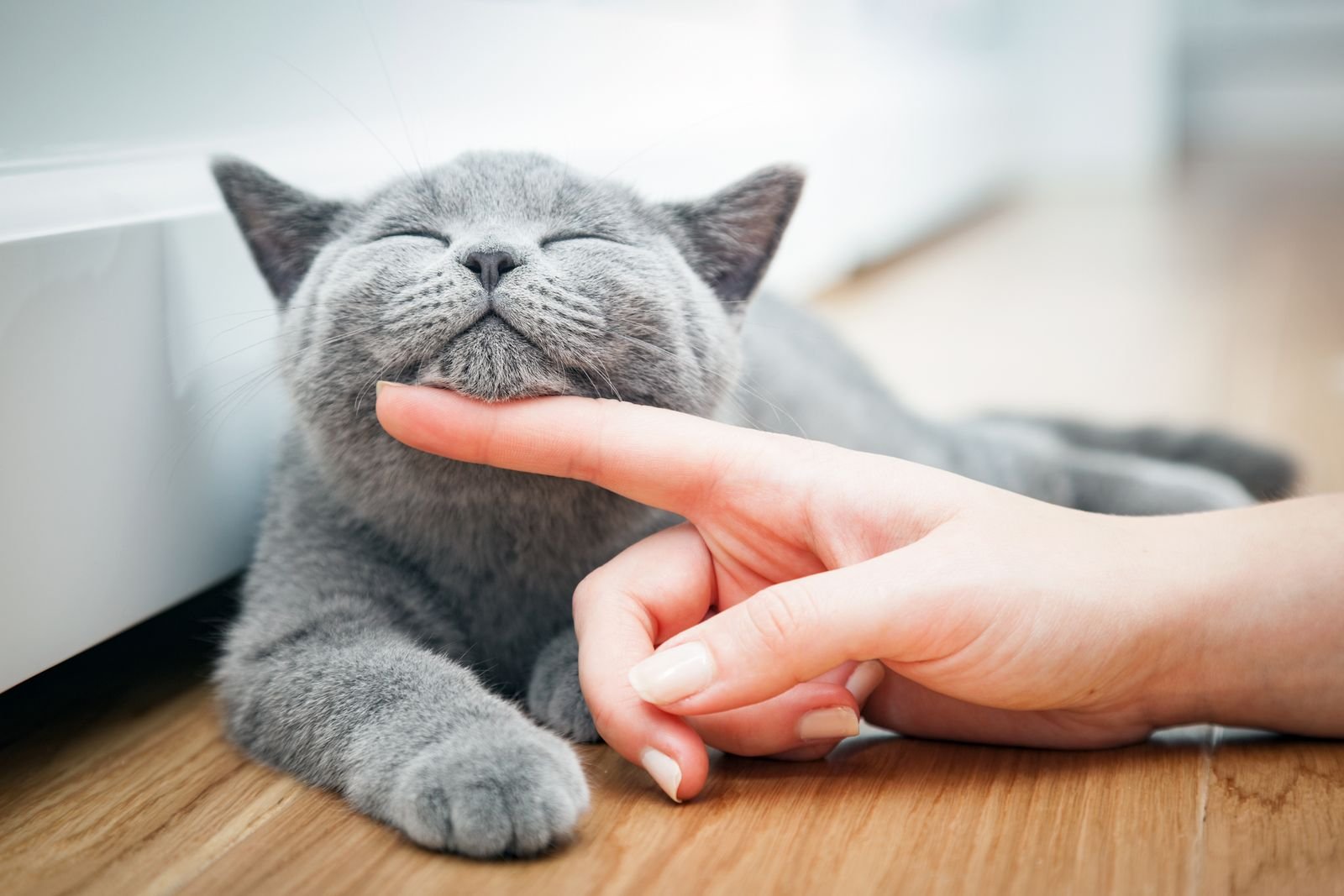 Una gato acariciado.