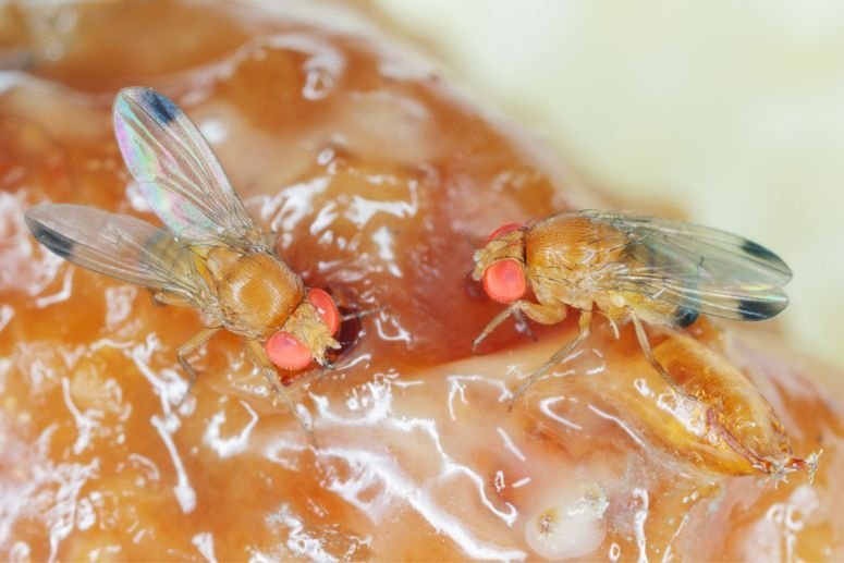 Drosophila suzukii, una mosca de la fruta