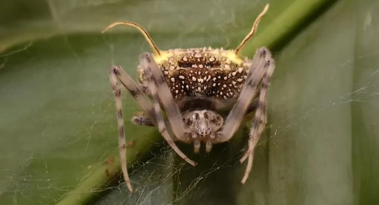 Araña de Taczanowska-Waska (Taczanowskia waska).