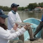 El tiburón martillo, un gigante que nace a la par de los manglares