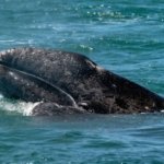 Caso Amigo LNG: ¿por qué México cedió 36 hectáreas del Golfo de California para un proyecto de gas de EE UU?