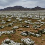 Chile: las lluvias convierten el desierto de Atacama en un mar de flores