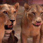 Cuba: los cortes de electricidad ponen en peligro a los animales del zoológico