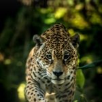 Descubren en Bolivia una nueva especie de felino, la primera descrita en más de un siglo