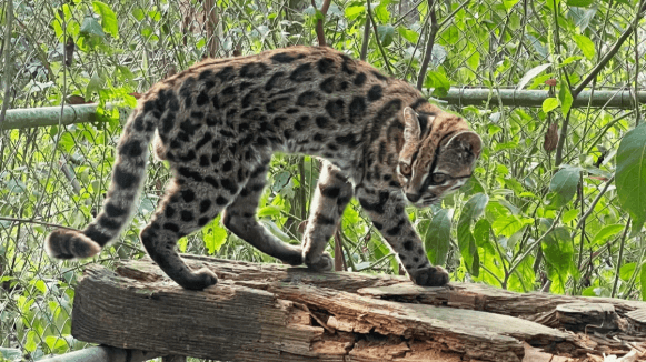 leopardus tilcayo 1
