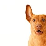 El ADN del perro chihuahua revela un vínculo inesperado con los coyotes