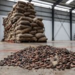 El cacao está en peligro por lluvias cada vez más intensas