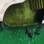 El caso "Gary" expone que los delfines en México siguen atrapados en un modelo de entretenimiento