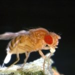 Entrené el cerebro de una mosca para generar ideas para historias de WIRED