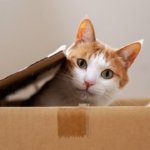 ¿Es siquiera posible comprender la mecánica cuántica?