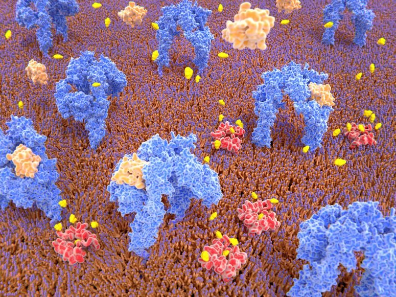 Imagen digital para comprender cómo interactúa la insulina (de color naranja) con la glucosa (color amarillo) y la sangre. 