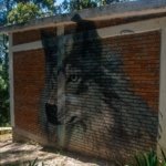 Extinción Cero: El refugio que lucha por salvar al lobo mexicano de la política y el olvido