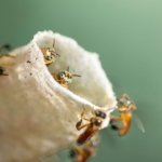 Las abejas sin aguijón de la Amazonía tienen ahora derechos legales gracias al trabajo de una científica peruana