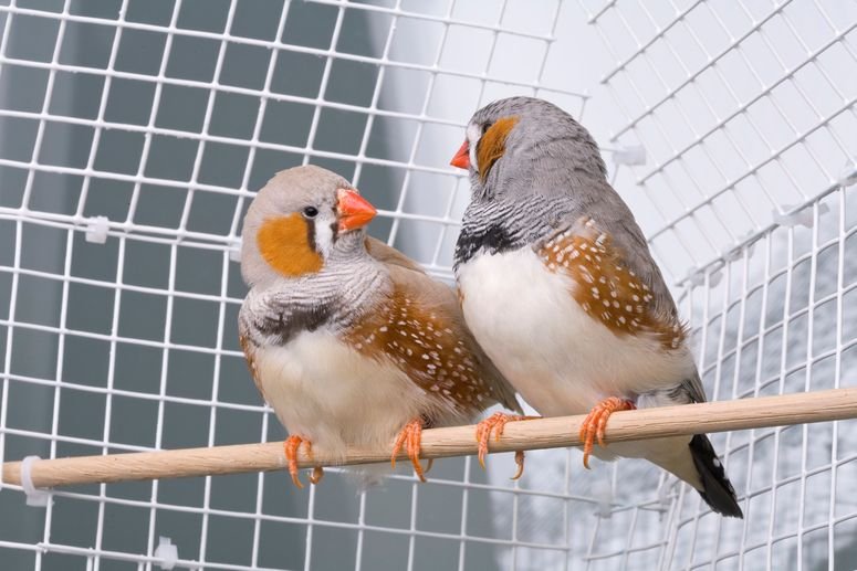 aves lenguaje significado canto 95723349