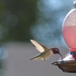 Las aves son las víctimas olvidadas de la pirotecnia