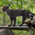 Paola Nogales-Ascarrunz, descubridora de nueva especie de felino: "El hábitat del gato es uno de los ecosistemas más frágiles"