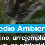 Tigrino, un ejemplar de tilcayo, es protegido en un santuario en Bolivia