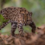 Tilcayo: el felino que la ciencia acaba de identificar en Bolivia