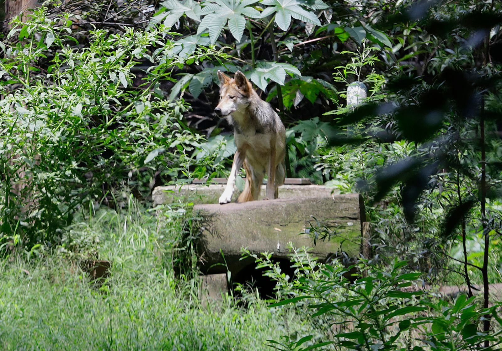 lobo gris mexicano