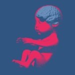 Tu cerebro es resultado de dos grupos de células distintas, y no solo de uno como se creía