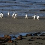 Un proyecto petrolero británico-israelí cerca de las islas Malvinas revive las tensiones con Argentina