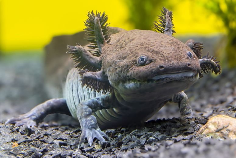 ajolote nueva especie México 2235919867